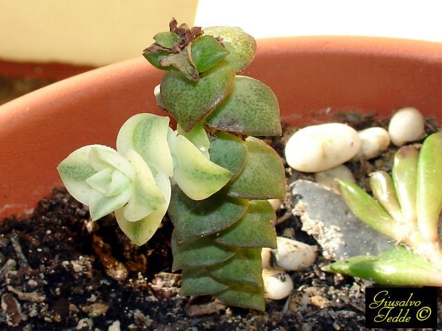 crassula2.jpg