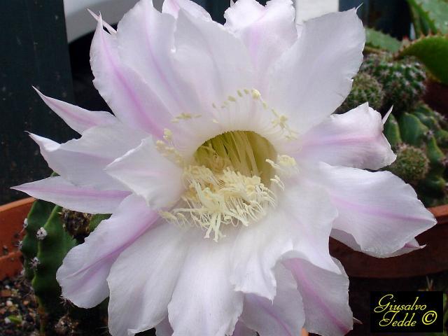 echinopsis_multiplex_fiore.jpg