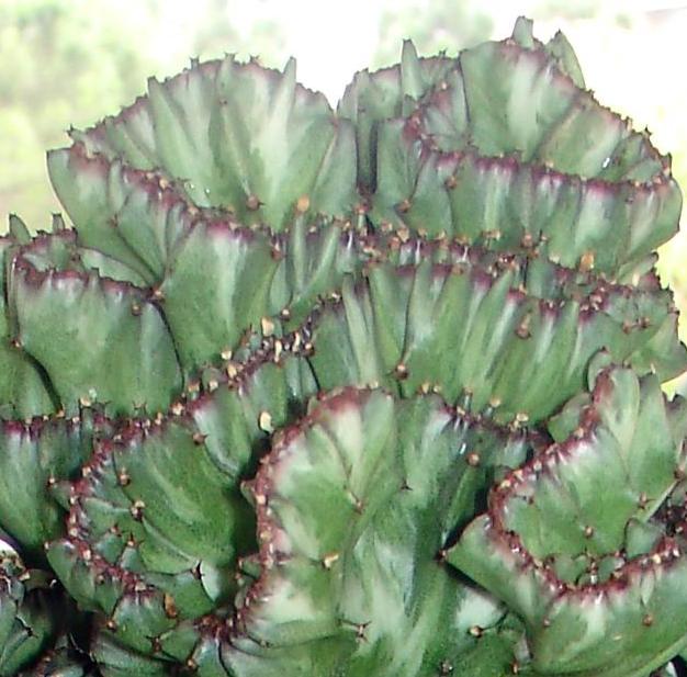 euphorbia_lactea.jpg