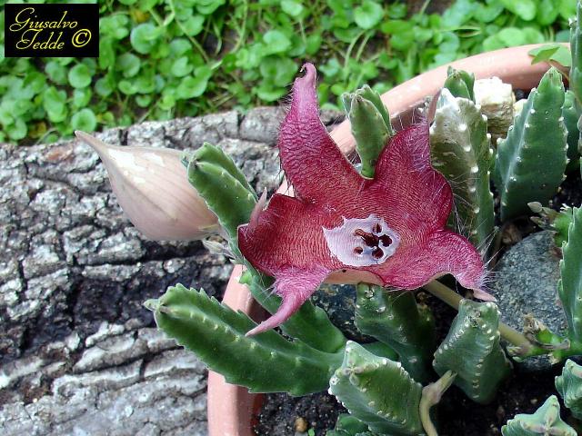 stapelia_variegata_fiore_2.jpg