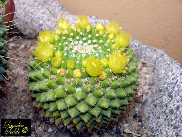 mammillaria_marksiana.jpg