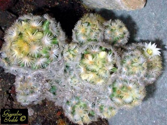 mammillaria_schiedeana.jpg