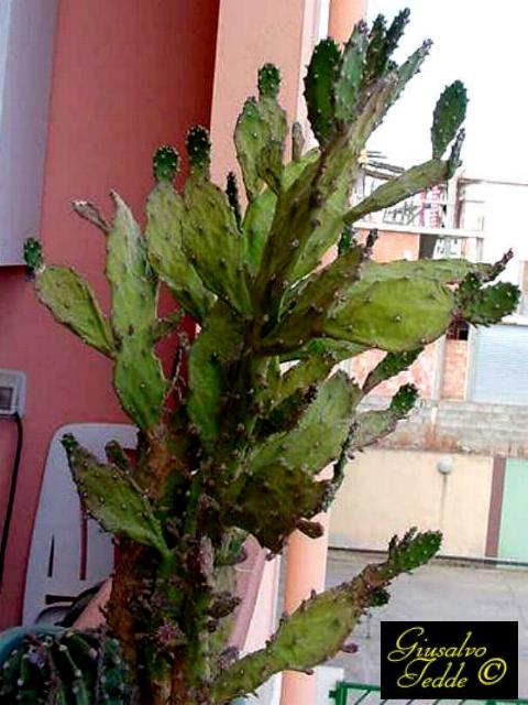 opuntia_ficus_indica.jpg