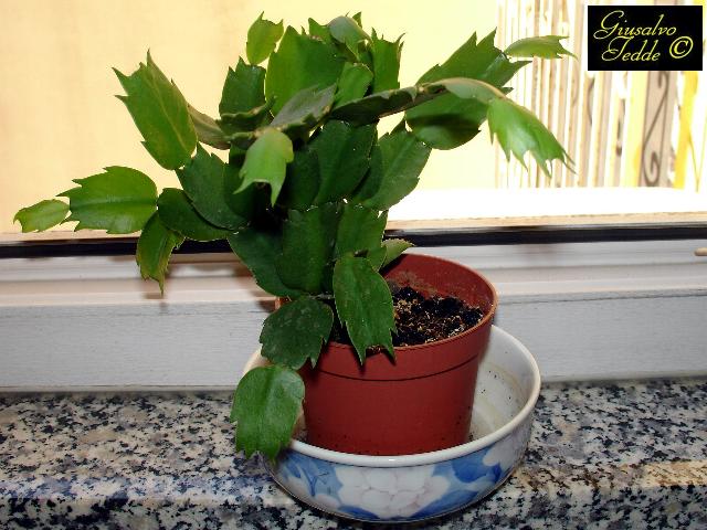 schlumbergera_truncata_2.jpg