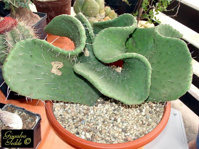 opuntia_ficus_indica-.jpg