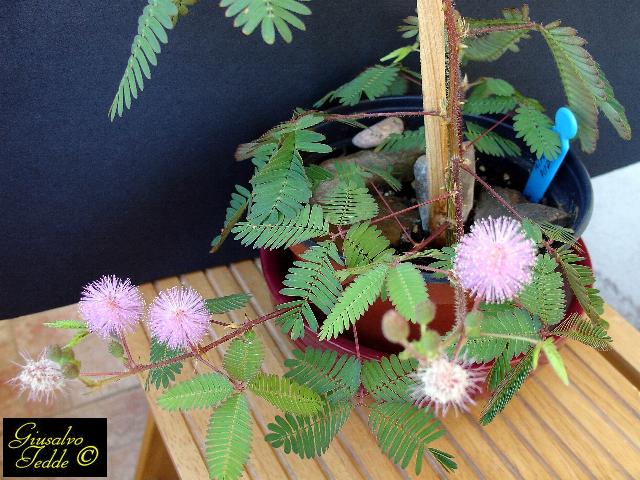 mimosa_pudica3.jpg
