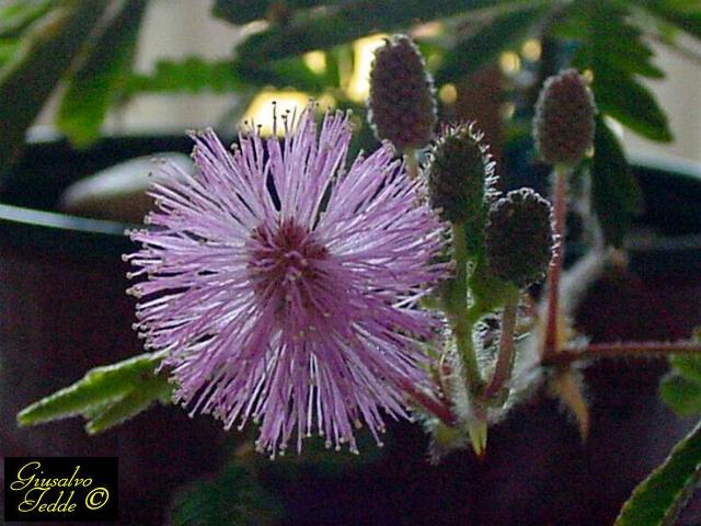 mimosa_pudica4.jpg