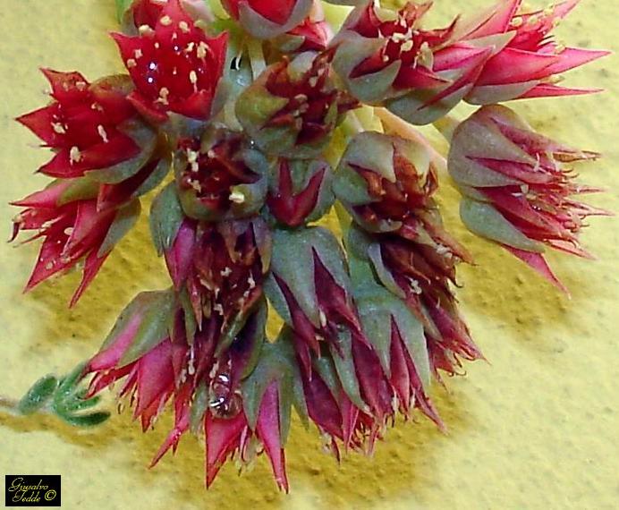 sedum_morganianum_fiore.jpg