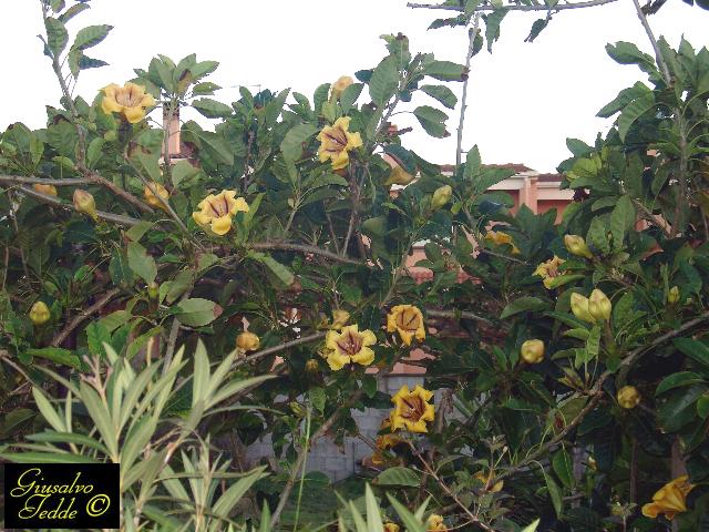 solandra_longiflora.jpg