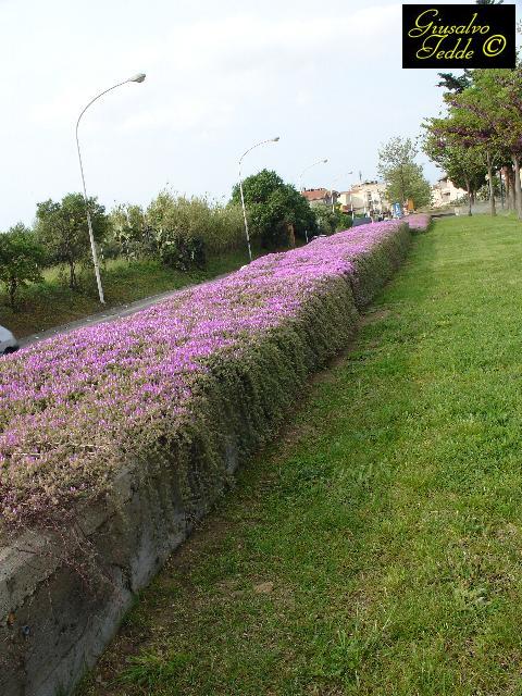 delosperma_vinaceum.jpg