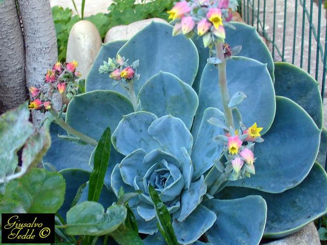 echeveria1.jpg