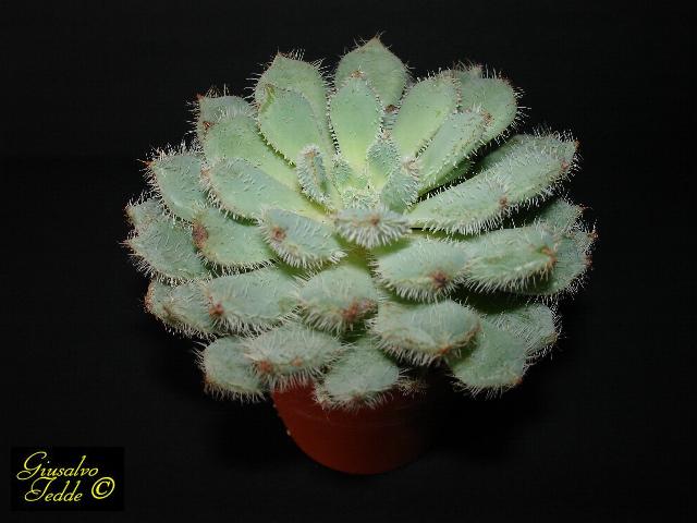 echeveria_setosa_deminuta2.jpg