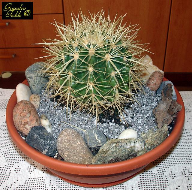 echinocactus_grusoni_albispina.jpg