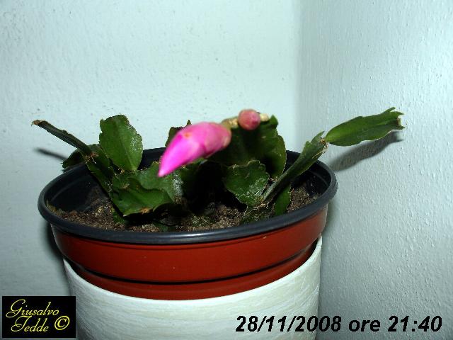 schlumbergera1.jpg