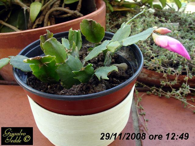 schlumbergera2.jpg