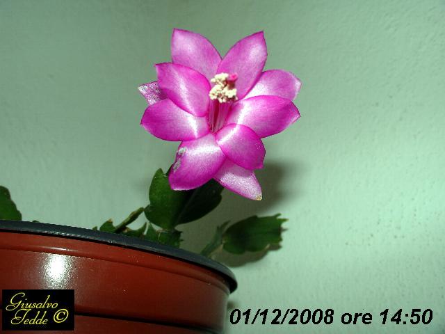 schlumbergera3.jpg