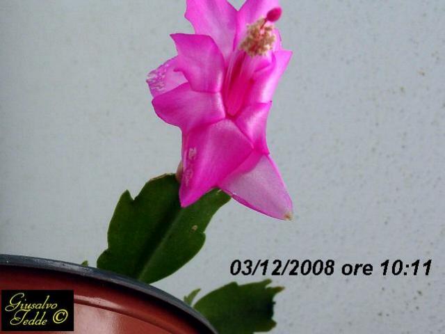 schlumbergera4.jpg