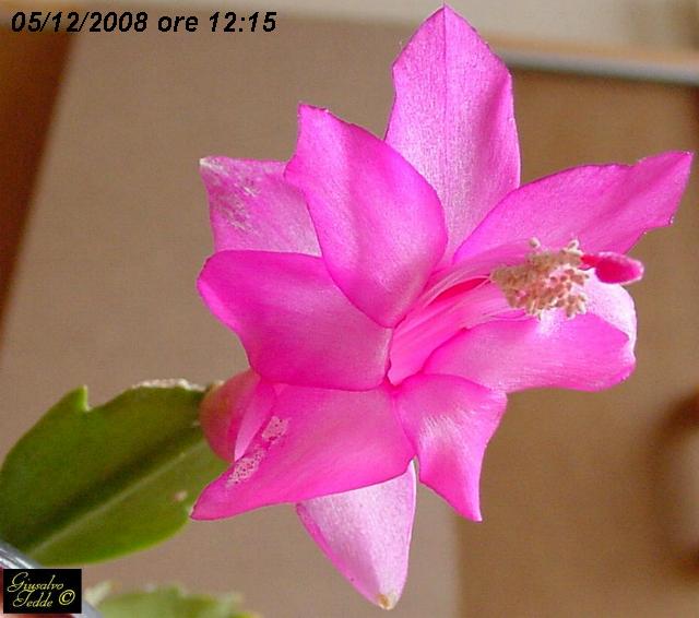 schlumbergera5.jpg