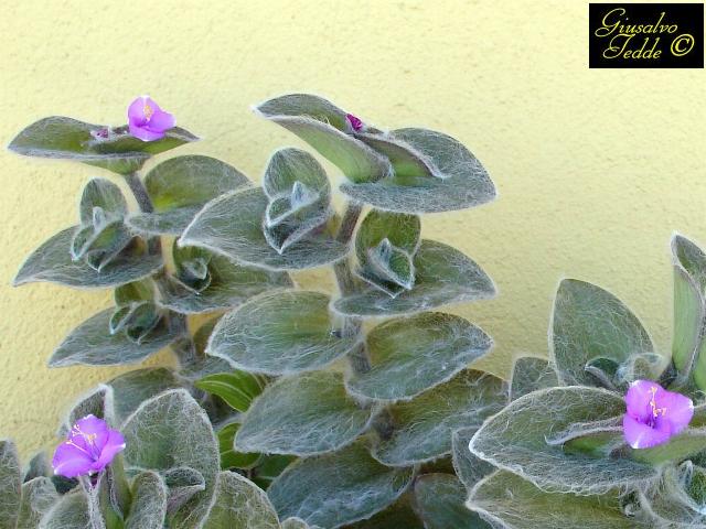 tradescantia_sillamontana1.jpg