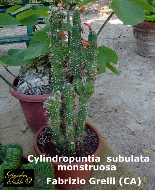 cylindropuntia_subulata_monstr.jpg