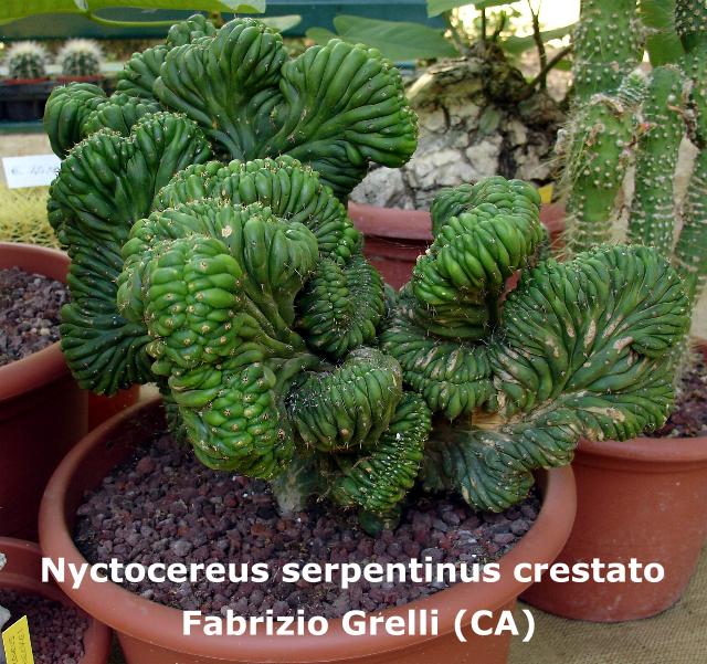 nyctocereus_serpentinus_crestato.jpg