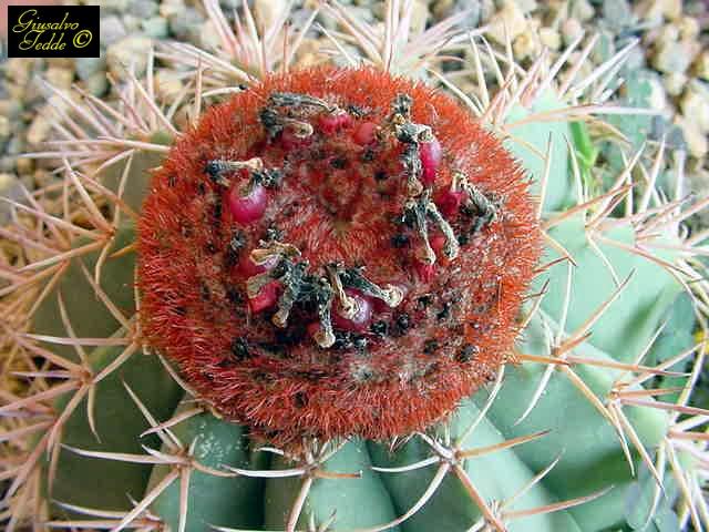 melocactus.jpg