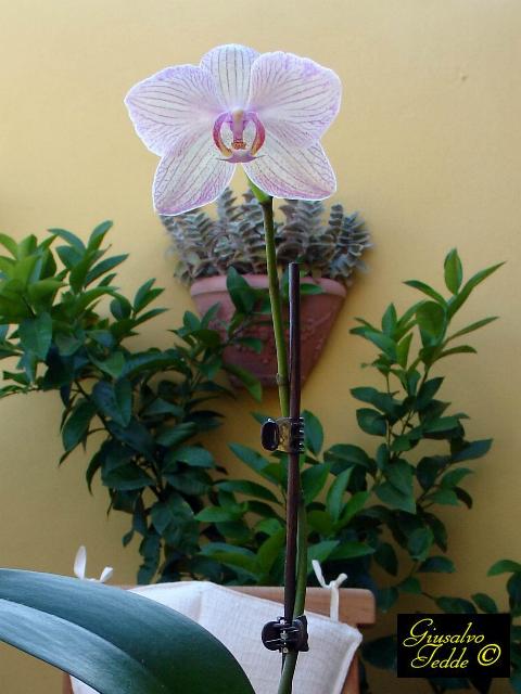 orchidea_ghighi.jpg