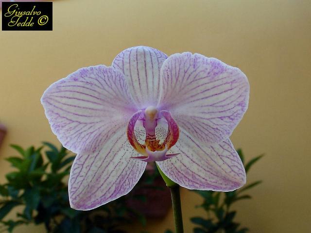 orchidea_ghighi_2.jpg