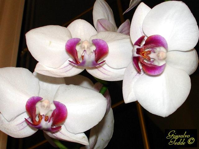 orchidea_luciano.jpg