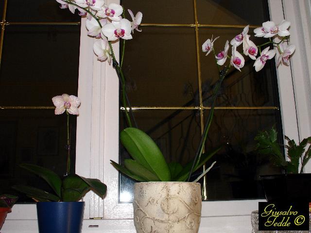 orchidea_luciano_2.jpg