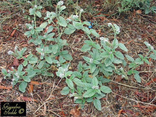 solanum_nigrum.jpg