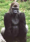 gorilla.jpg (199469 byte)