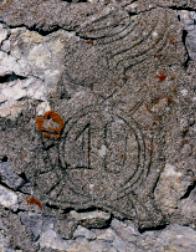 fregio del 19, su conglomerato di cemento (tracce rosse licheni) che prender le trincee l'anno successivo dal sito Grande Guerra sotto 