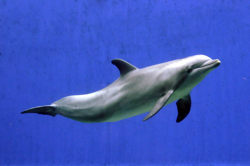 delfino 