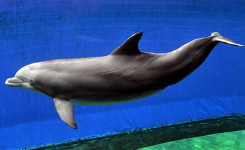 delfino dolphin