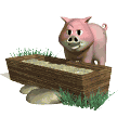 pig_eating_md_wht.gif (5598 byte)