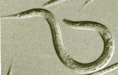 elegans.jpg