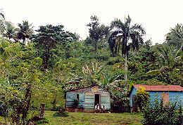 case nella jungla.jpg (11977 byte)