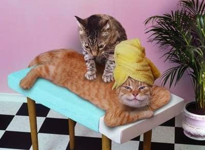 micio massaggio