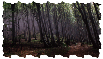 le Foreste Casentinesi nei pressi del Poggione
