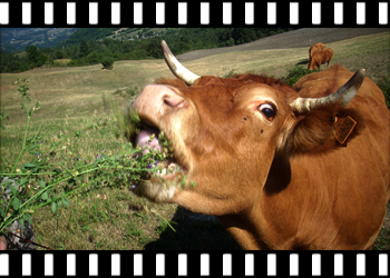 Le mucche in localit Serra del Zanchetto