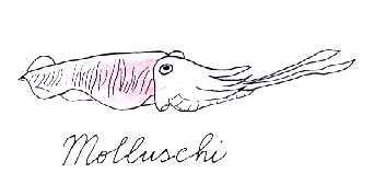 Molluschi.jpg (6800 byte)