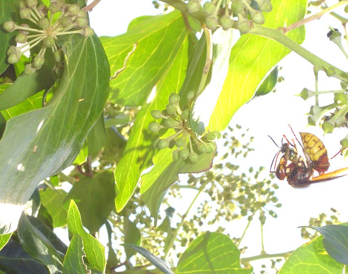 Hedera helix / Edera