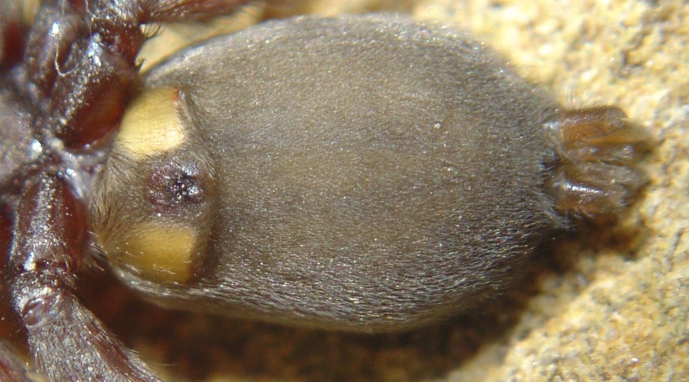 Platnickina, Cheiracanthium, Steatoda, Scotophaeus