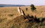 Ghepardo al Serengeti