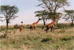 Giraffe al Lago Manyara