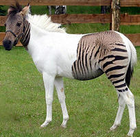 la zebra cavallo o zebrallo