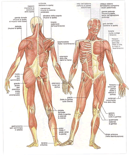Risultati immagini per sistema muscolare