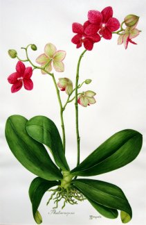 Phalaenopsis rossa