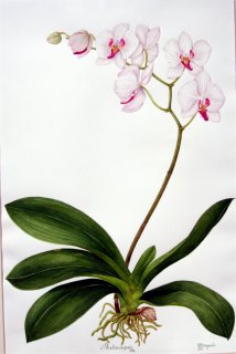 Phalaenopsis bianca